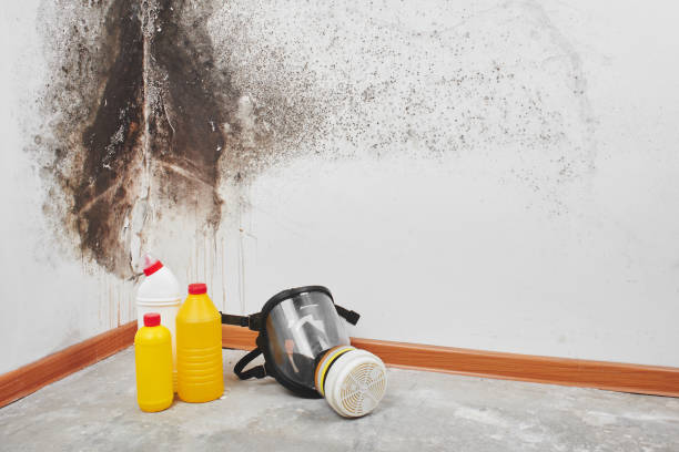 Trusted St Matthews, KY Mold Removal Experts