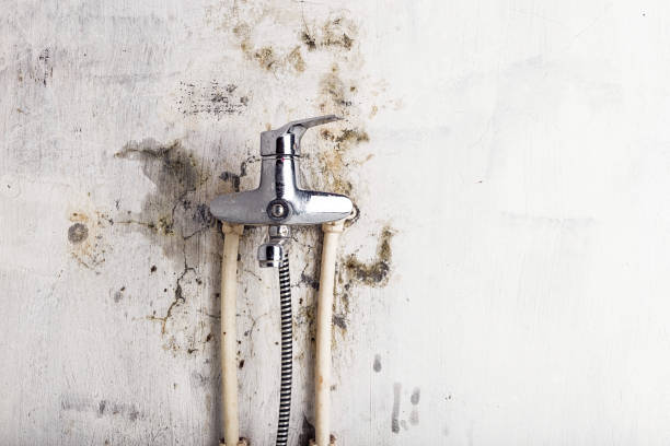 Best Mold Testing  in St Matthews, KY