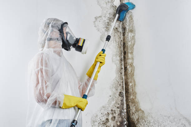 Best Emergency Mold Removal  in St Matthews, KY