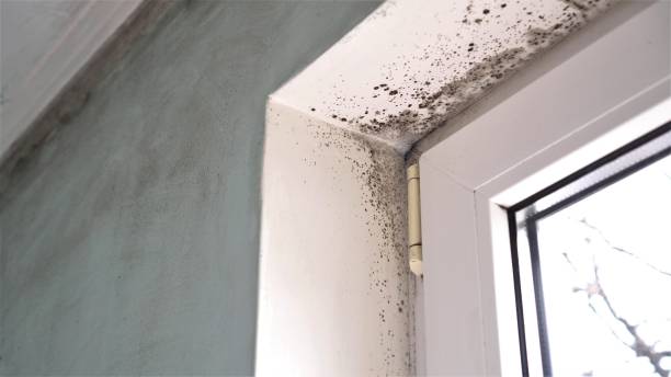 Best Local Mold Removal Service  in St Matthews, KY