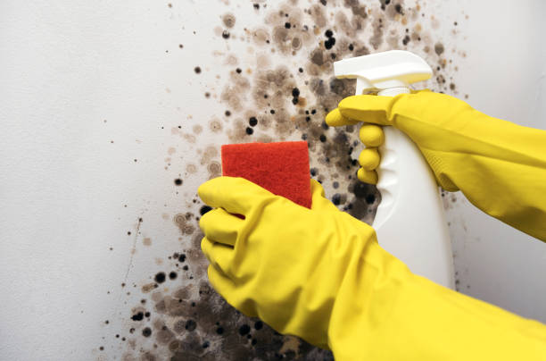 Best Crawl Space Mold Removal  in St Matthews, KY