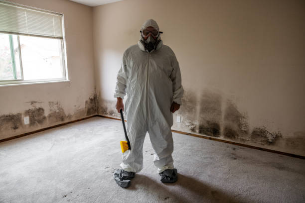 Certified Mold Removal in St Matthews, KY