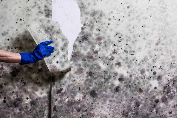 Best Commercial Mold Removal  in St Matthews, KY