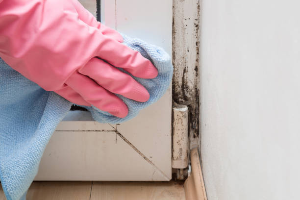 Best Attic Mold Removal  in St Matthews, KY
