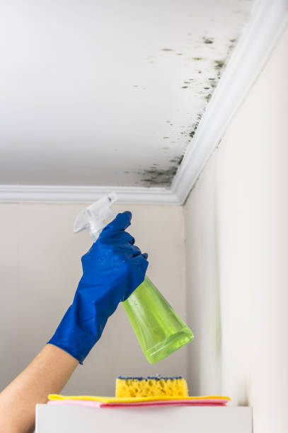 Best Same-Day Mold Removal  in St Matthews, KY