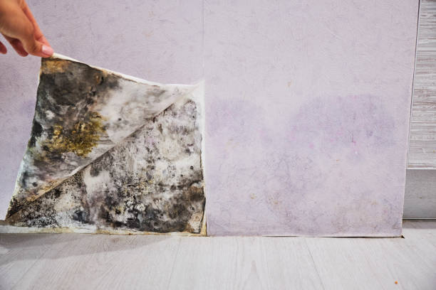 Best Toxic Mold Removal  in St Matthews, KY